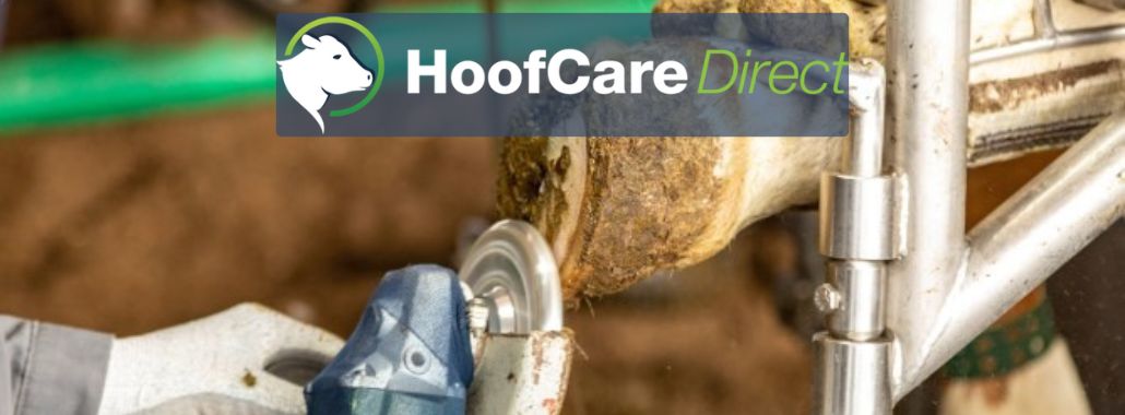 Hoof Trimming For Cows