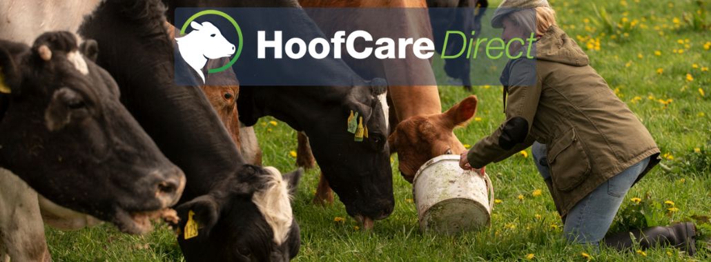 Lameness in Cows In Autumn.