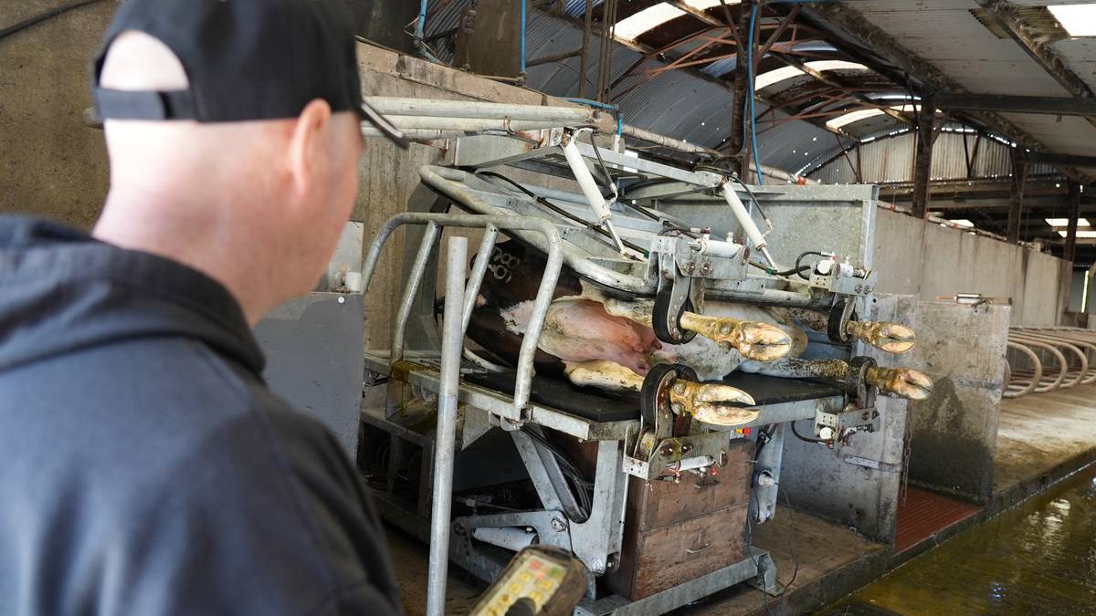 An INSPECT4 fixed rollover crate in a shed with a cow restrained at working height