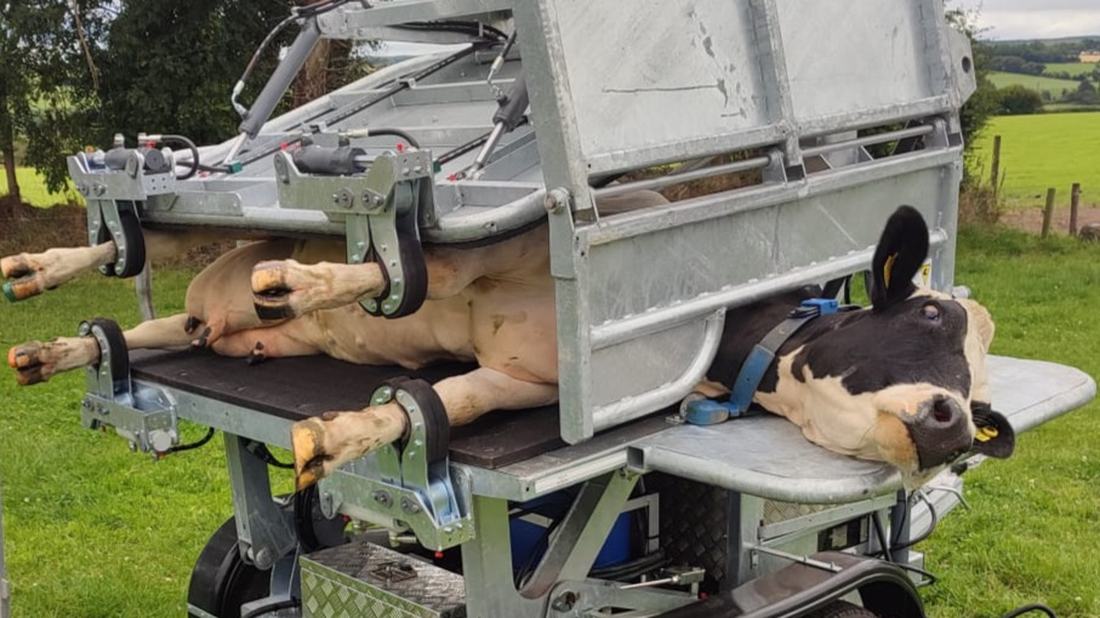 An INSPECT4 mobile rollover crate in a field with a cow turned on her side