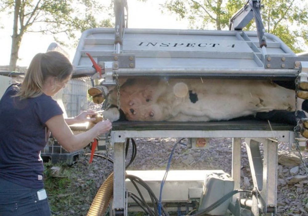 fixed-hoof-trimming-crate